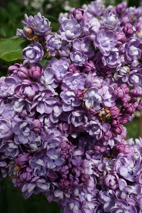 SYRINGA VULGARIS MICHEL BUCHNER