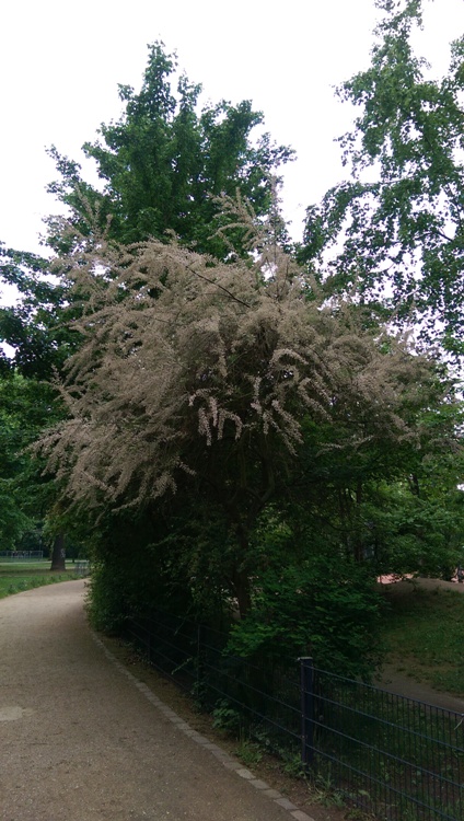 TAMARIX TETRANDRA