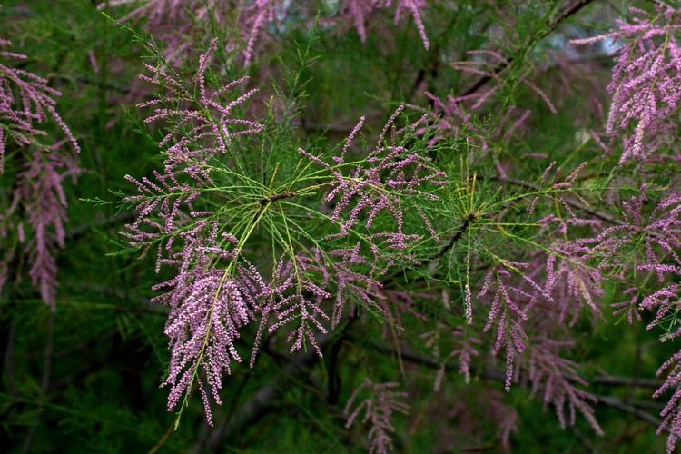 TAMARIX TETRANDRA