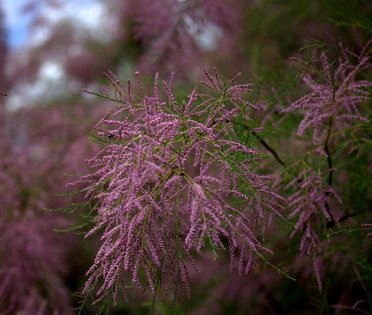 TAMARIX TETRANDRA