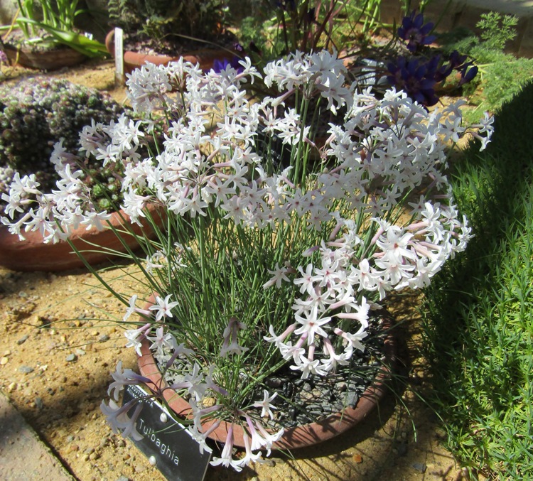 TULBAGHIA VIOLACEA ALBA