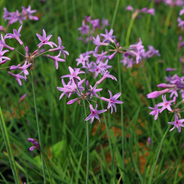 TULBAGHIA TIPI DARK STAR