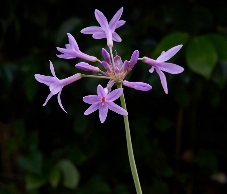 TULBAGHIA COMPATTA RIFIORENTE ROSA