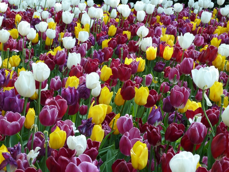 TULIPANO IN VARIETA'
