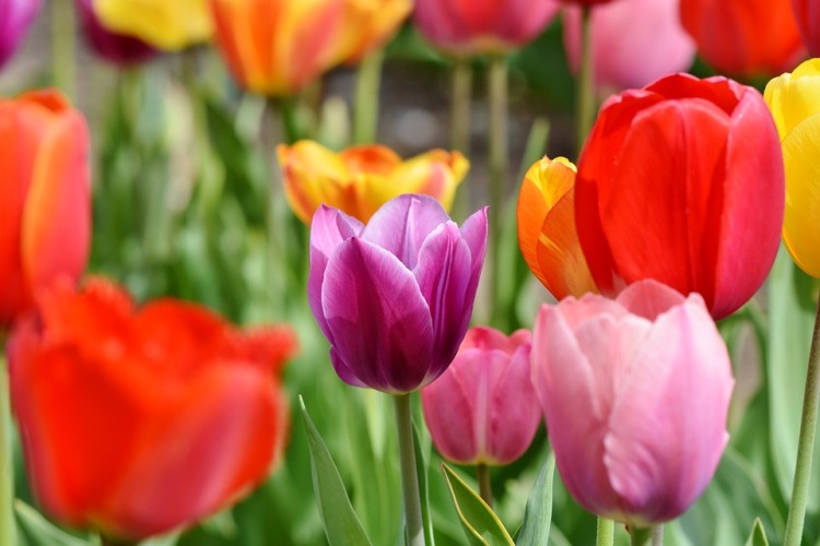TULIPANO IN VARIETA'