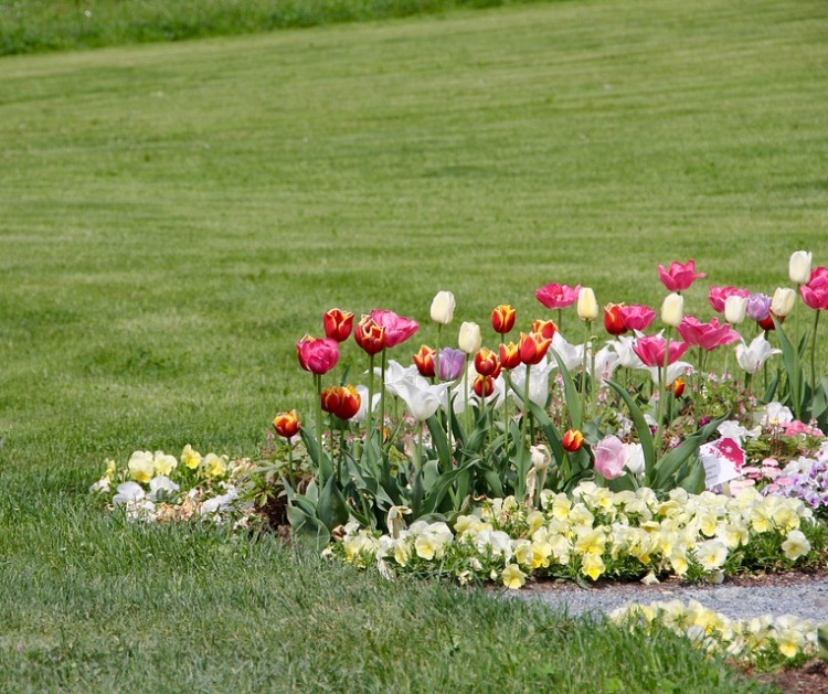 TULIPANO IN VARIETA'