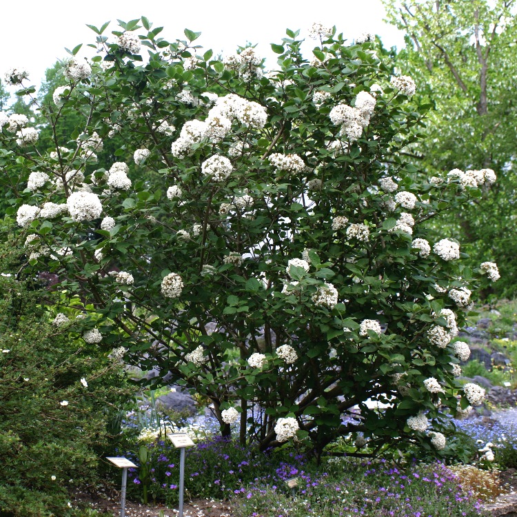 VIBURNUM CINNAMOMIFOLIUM