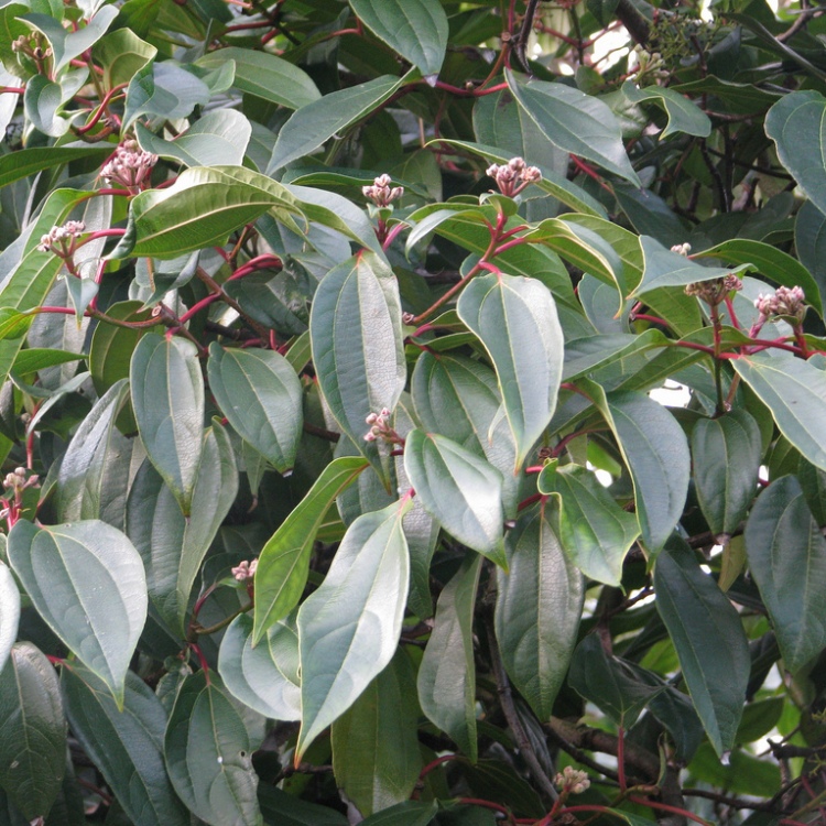 VIBURNUM CINNAMOMIFOLIUM