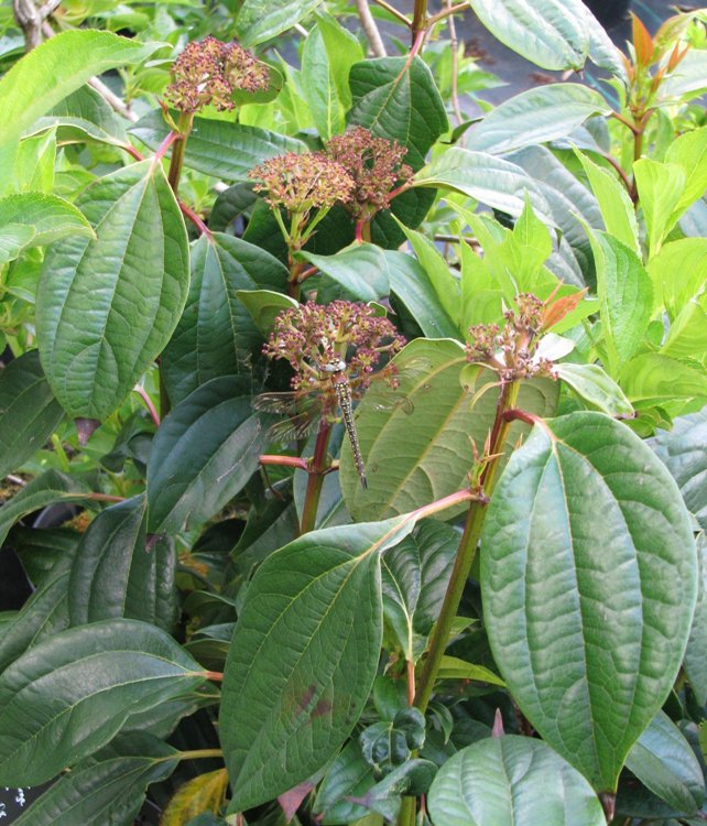 VIBURNUM CINNAMOMIFOLIUM