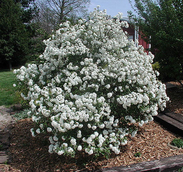 VIBURNUM ESKIMO