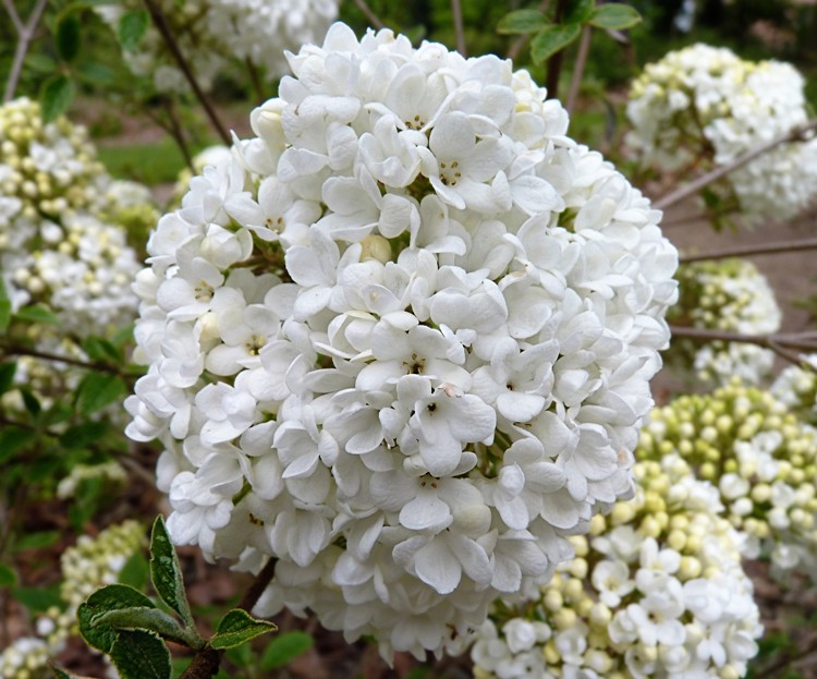 VIBURNUM ESKIMO