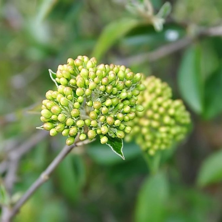 VIBURNUM ESKIMO