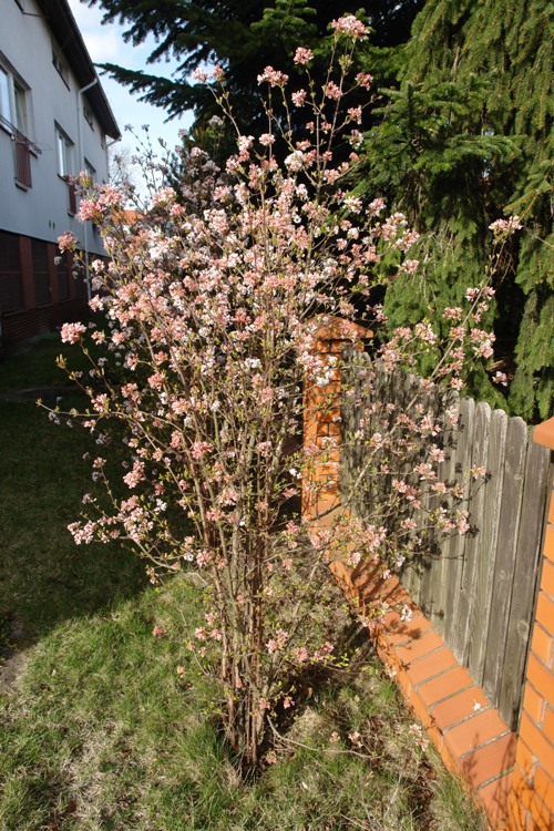 VIBURNUM FARRERI FRAGRANS