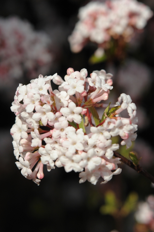 VIBURNUM FARRERI FRAGRANS