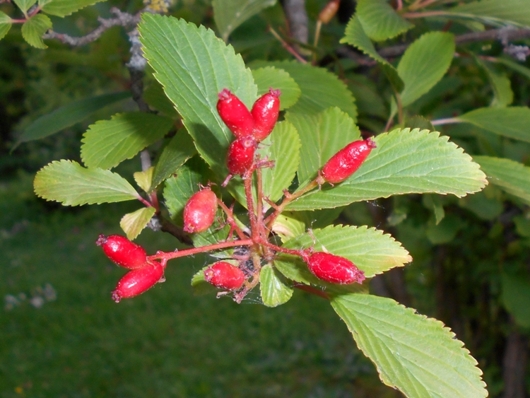 VIBURNUM FARRERI FRAGRANS