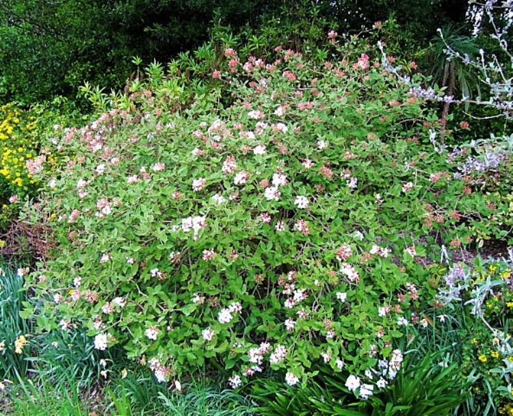 VIBURNUM JUDII