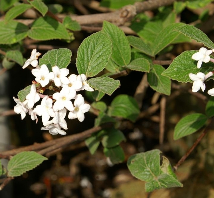VIBURNUM JUDII
