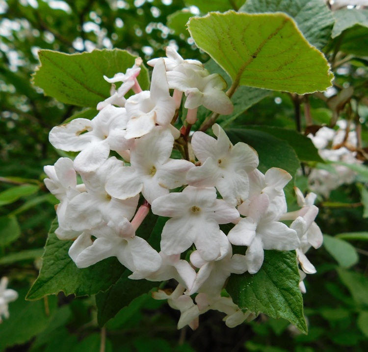 VIBURNUM JUDII