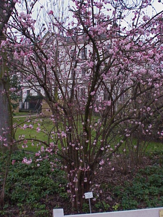 VIBURNUM BODNATENSE CHARLES LAMONT