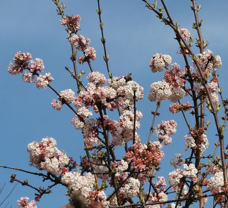 VIBURNUM BODNATENSE CHARLES LAMONT