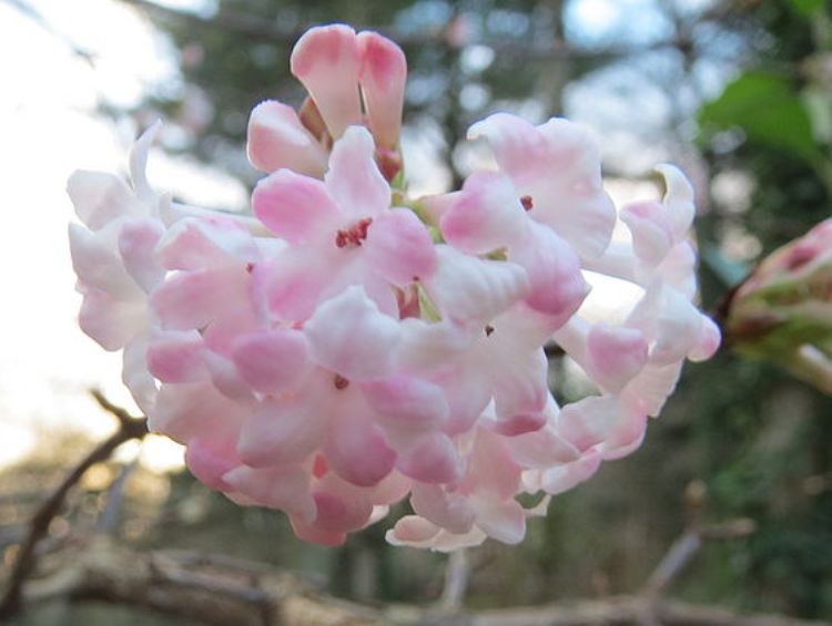 VIBURNUM BODNATENSE CHARLES LAMONT