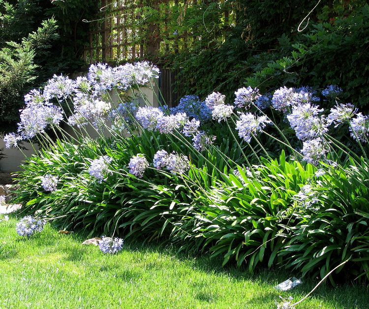 AGAPANTHUS BLUE TRIUMPHATOR