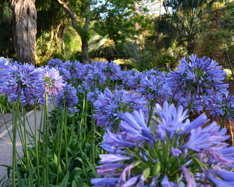 AGAPANTHUS BLUE TRIUMPHATOR