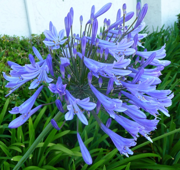 AGAPANTHUS BLUE TRIUMPHATOR