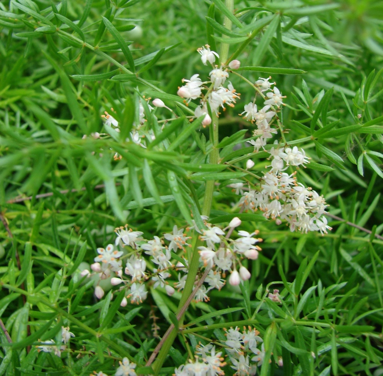 ASPARAGUS SPRENGERI