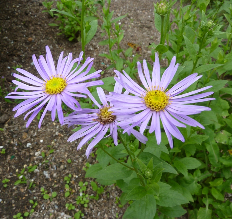 ASTER FRIKARTII