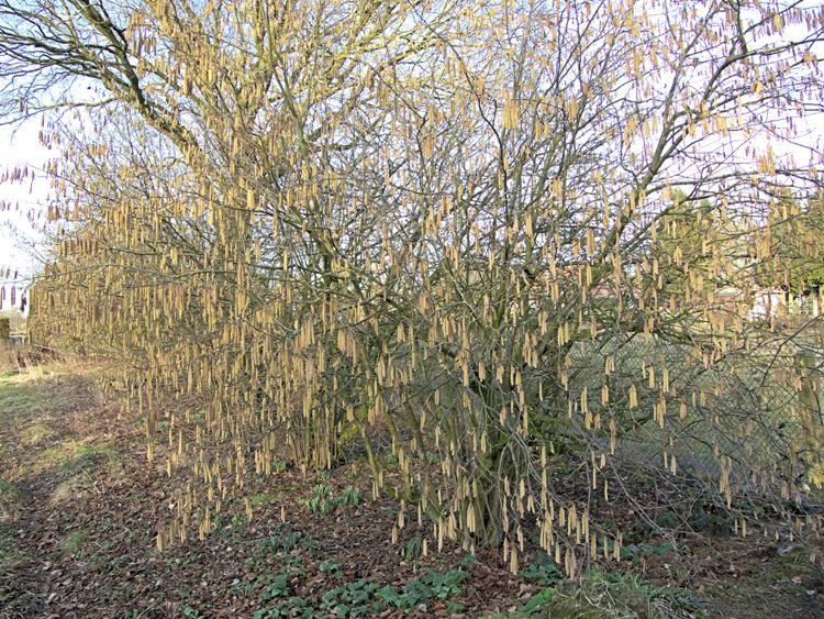CORYLUS AVELLANA COSFORD
