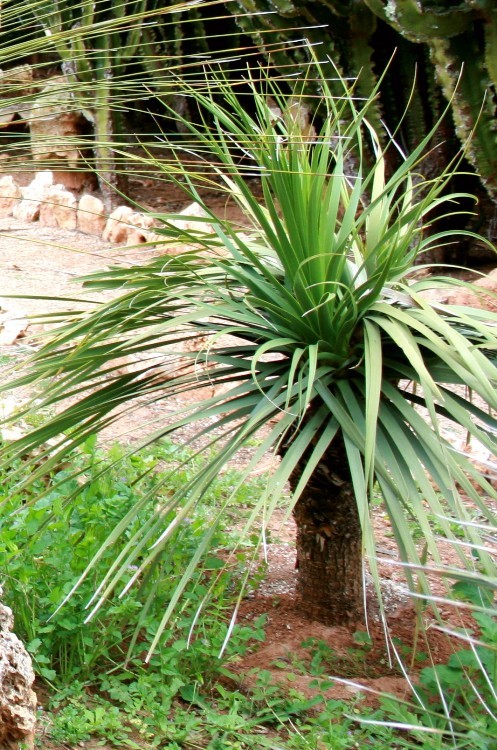 DASYLIRION LONGIFOLIA