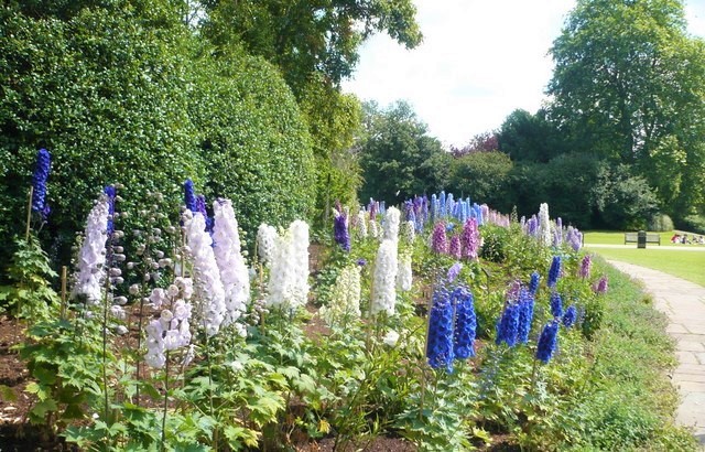 DELPHINIUM PACIFIC IN VARIETA'