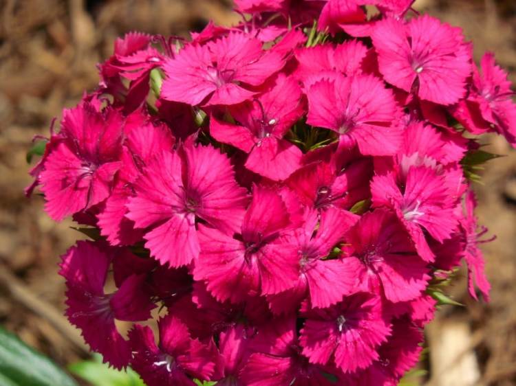 DIANTHUS KAHORI PINK