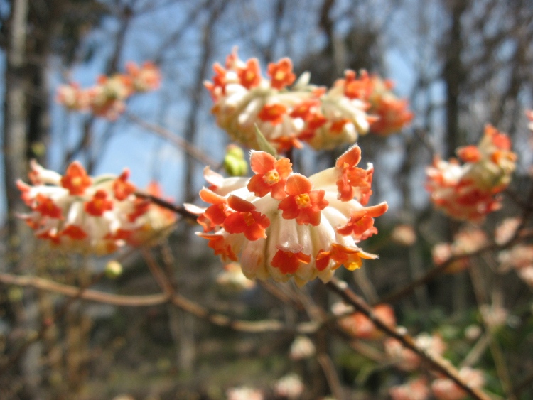 EDGEWORTHIA CHRYSANTHA RED DRAGON
