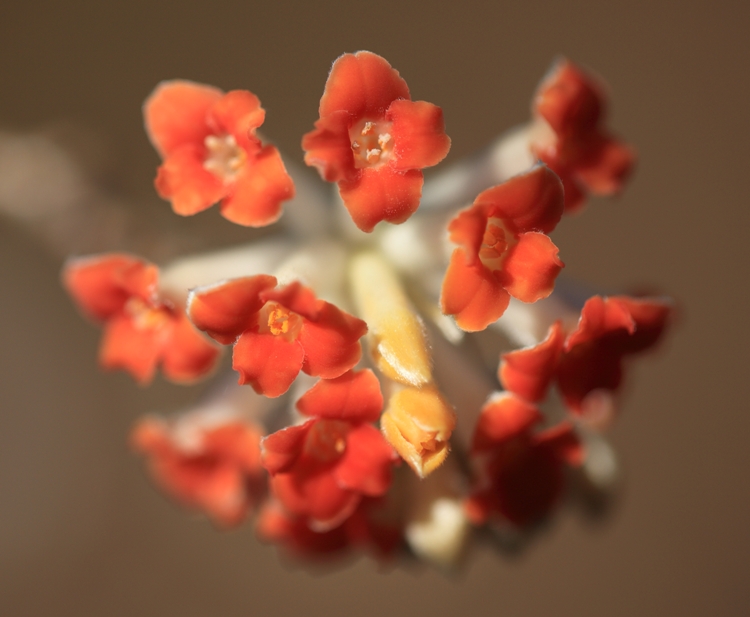 EDGEWORTHIA CHRYSANTHA RED DRAGON