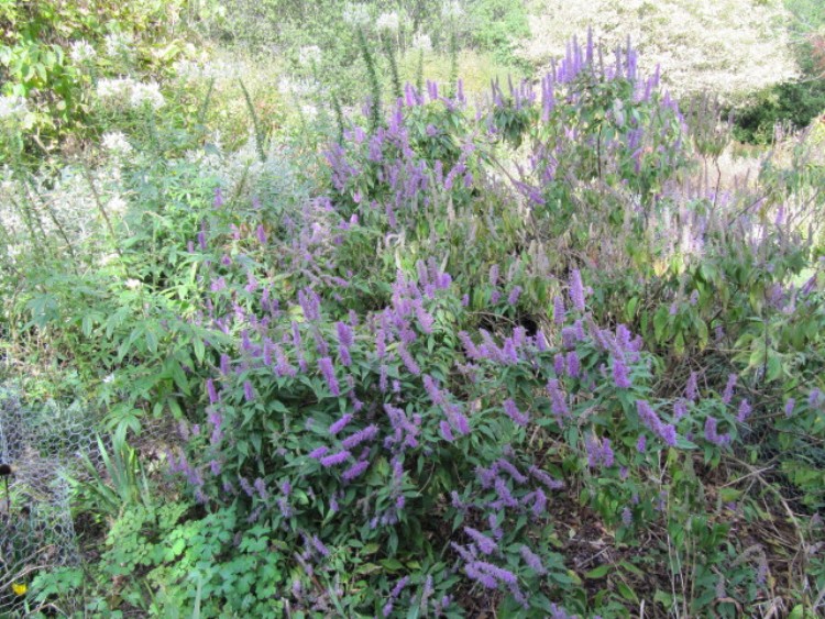 ELSHOLTZIA STAUNTONII