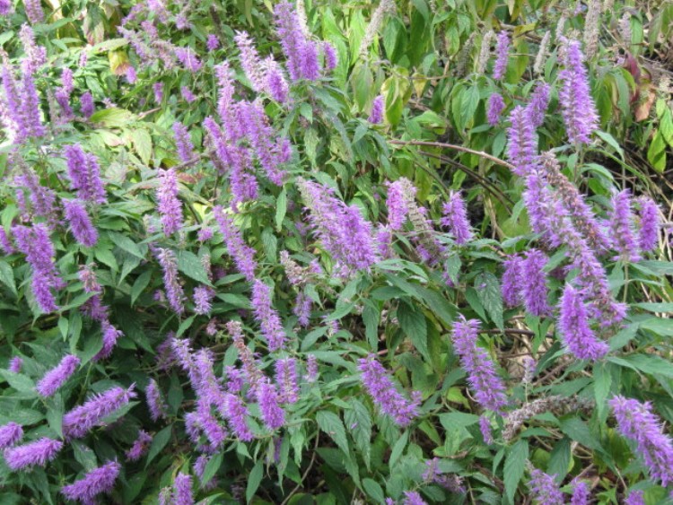 ELSHOLTZIA STAUNTONII