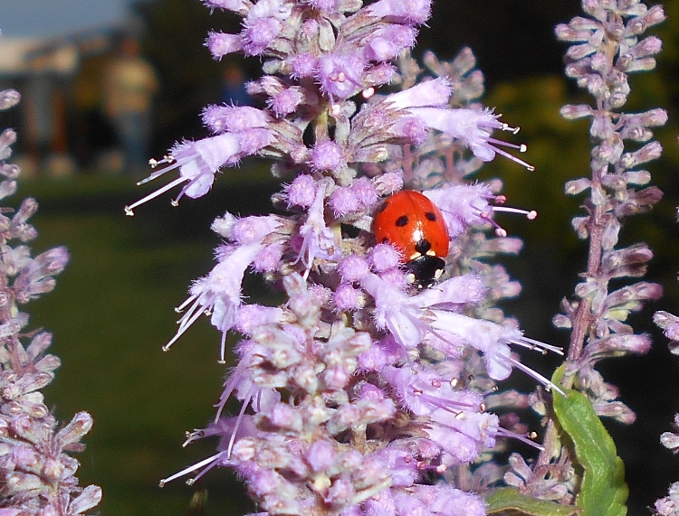 ELSHOLTZIA STAUNTONII