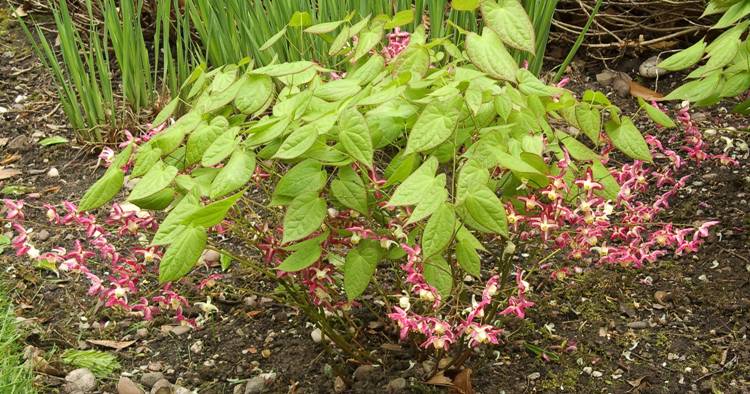 EPIMEDIUM RUBRUM