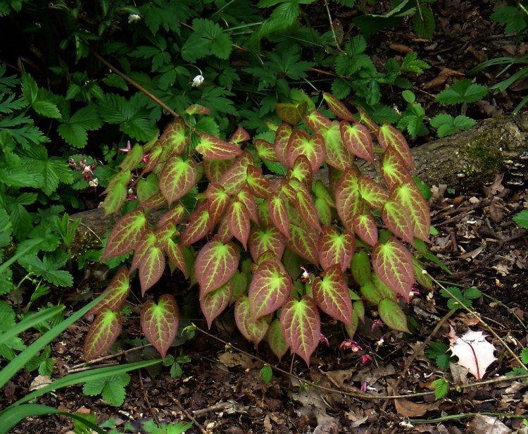 EPIMEDIUM RUBRUM