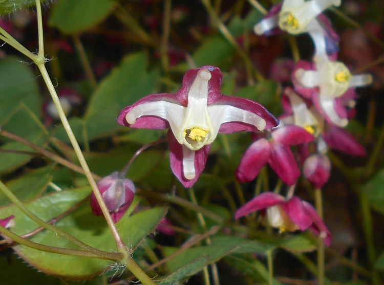 EPIMEDIUM RUBRUM