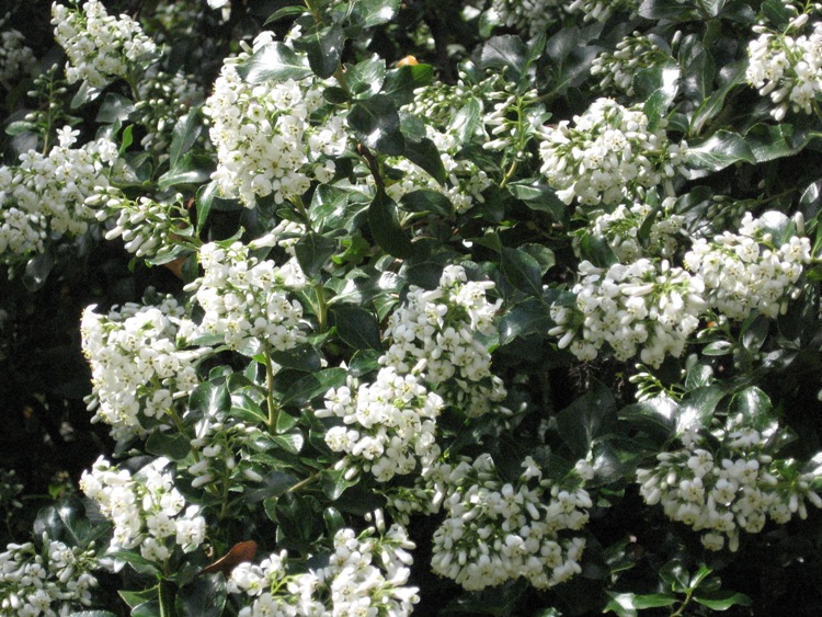 ESCALLONIA IVEY