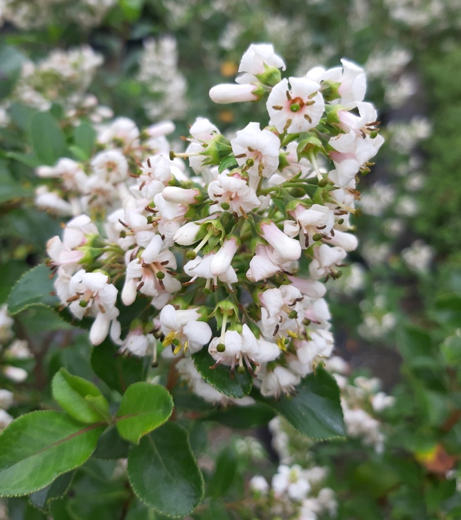 ESCALLONIA IVEY