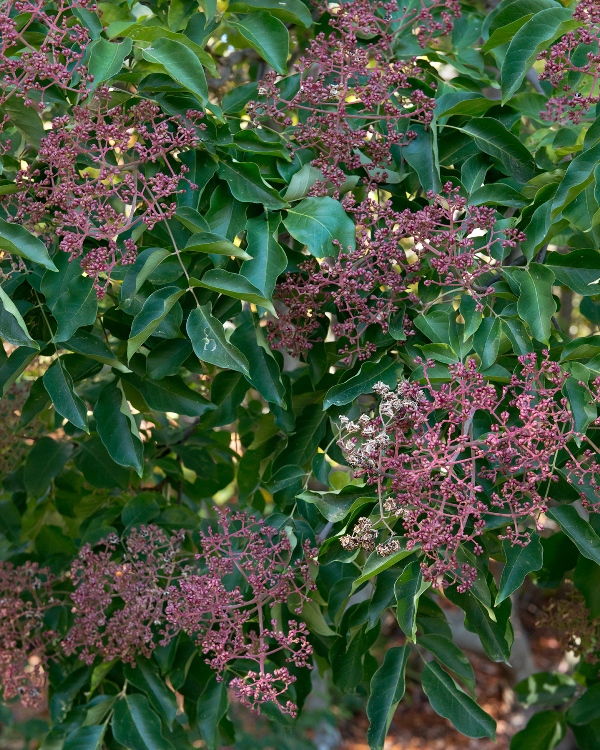 EVODIA TETRADIUM DANIELLI