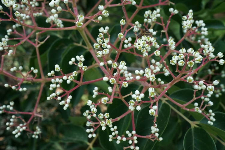 EVODIA TETRADIUM DANIELLI