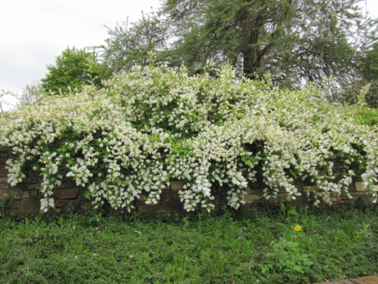 EXOCHORDA THE BRIDE