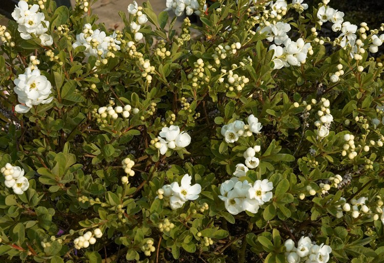 EXOCHORDA THE BRIDE