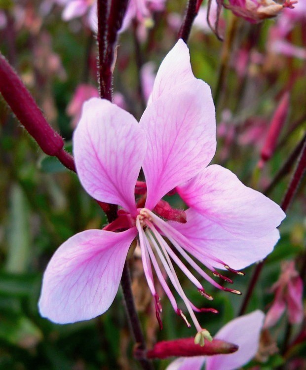 GAURA LINDHEIMERI PASSIONATE BLUSH