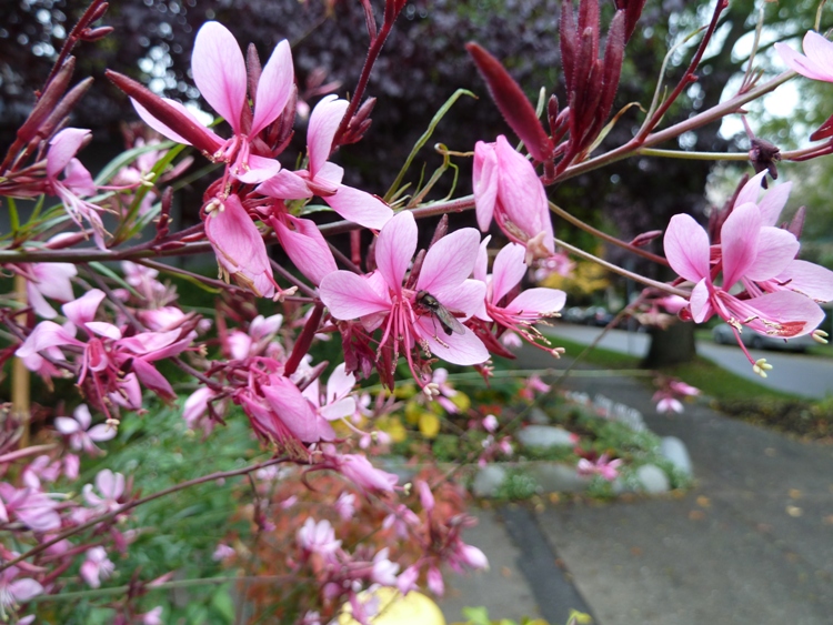 GAURA LINDHEIMERI PASSIONATE BLUSH